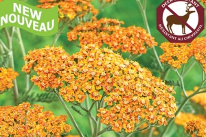 Achillea 'Terracota' 